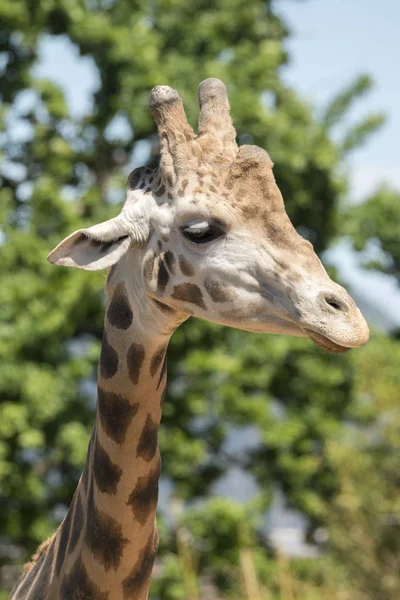 Details Einer Giraffe Einem Zoo Italien — Stockfoto
