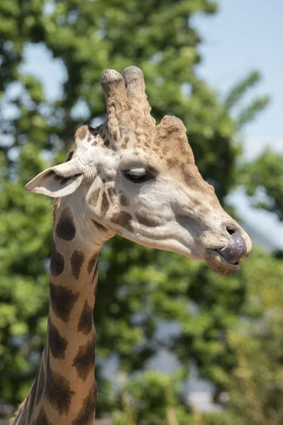 Detalhes Uma Girafa Zoológico Itália — Fotografia de Stock