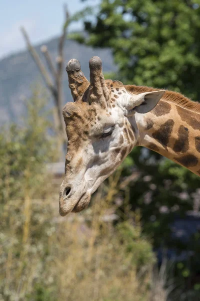 Detalhes Uma Girafa Zoológico Itália — Fotografia de Stock