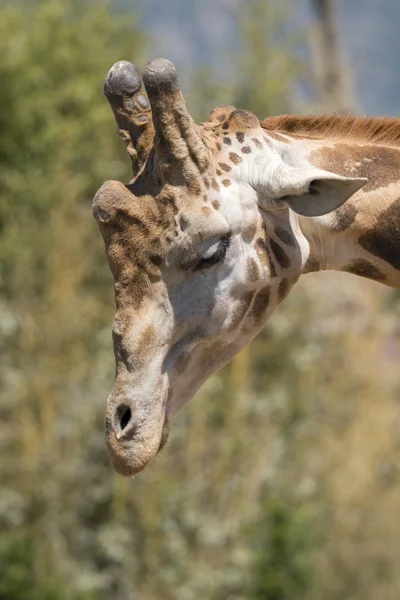 이탈리아의 동물원에서 기린의 — 스톡 사진