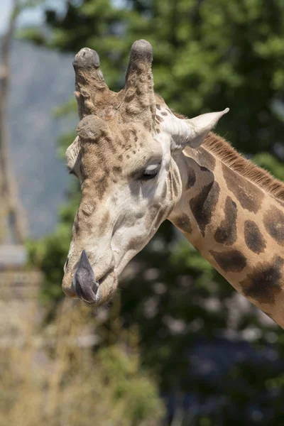 Szczegóły Żyrafy Zoo Włoszech — Zdjęcie stockowe