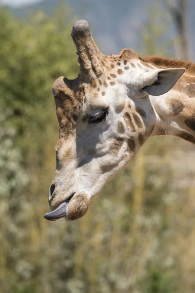 Details Einer Giraffe Einem Zoo Italien — Stockfoto