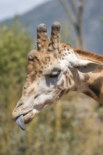 Details Einer Giraffe Einem Zoo Italien — Stockfoto