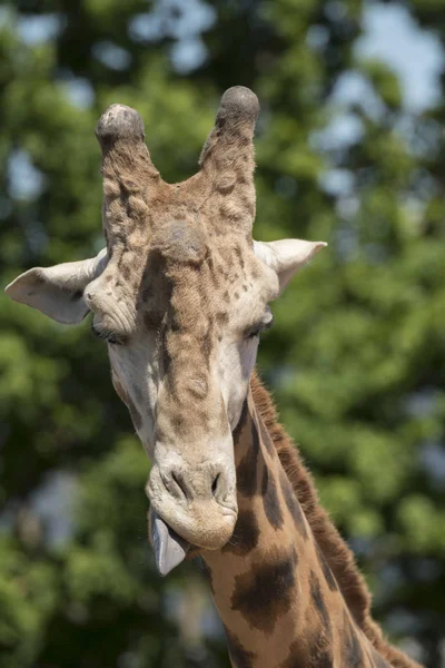 Részletei Zsiráf Egy Állatkert Olaszországban — Stock Fotó