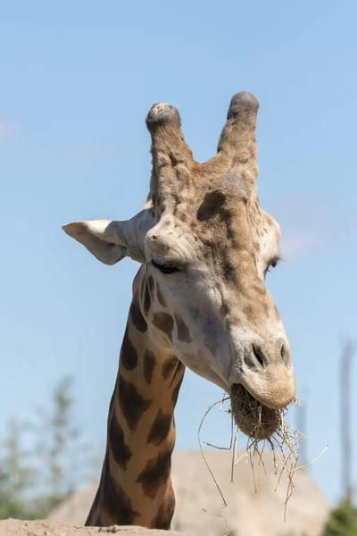 Details Giraffe Zoo Italy — Stock Photo, Image