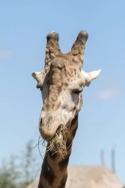 Details Einer Giraffe Einem Zoo Italien — Stockfoto