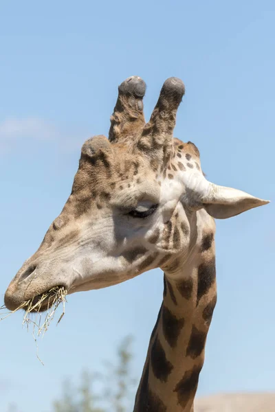 Détails Une Girafe Dans Zoo Italie — Photo