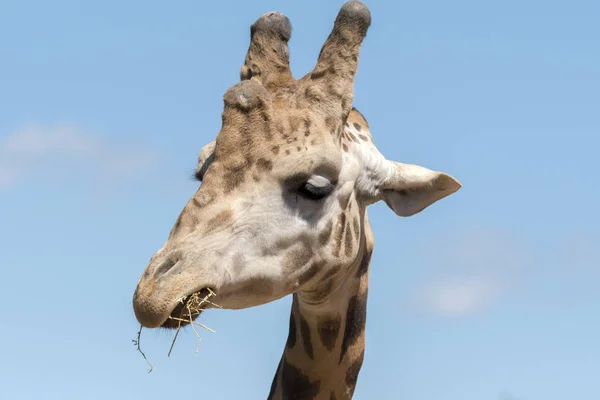 Részletei Zsiráf Egy Állatkert Olaszországban — Stock Fotó