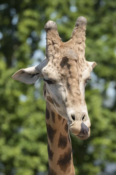 Подробности Жирафе Зоопарке Италии — стоковое фото