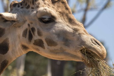 İtalya'da bir hayvanat bahçesinde bir zürafa ayrıntıları