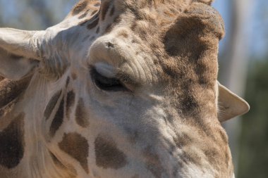 İtalya'da bir hayvanat bahçesinde bir zürafa ayrıntıları