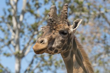 İtalya'da bir hayvanat bahçesinde bir zürafa ayrıntıları