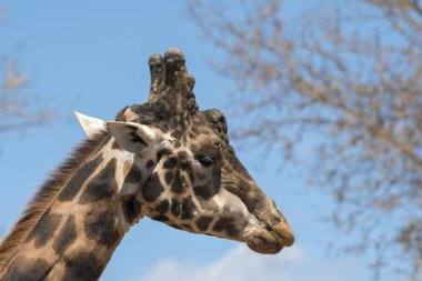 İtalya'da bir hayvanat bahçesinde bir zürafa ayrıntıları