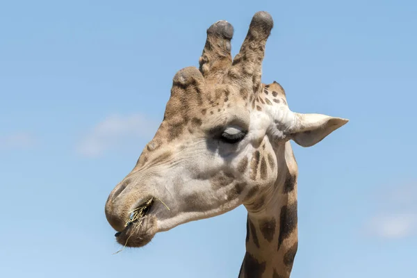 Detalhes Uma Girafa Zoológico Itália — Fotografia de Stock