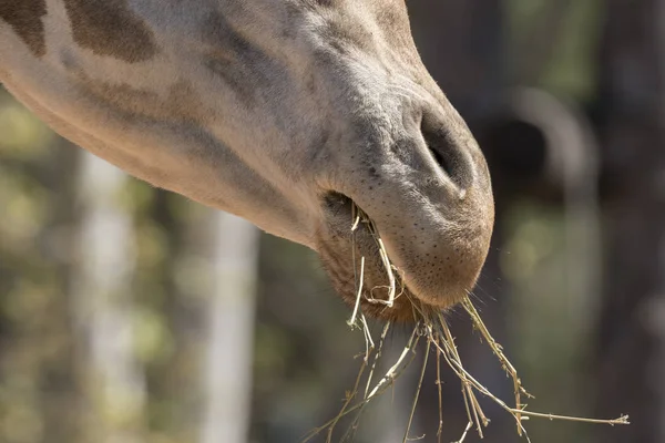 Details Giraffe Zoo Italy — Stock Photo, Image