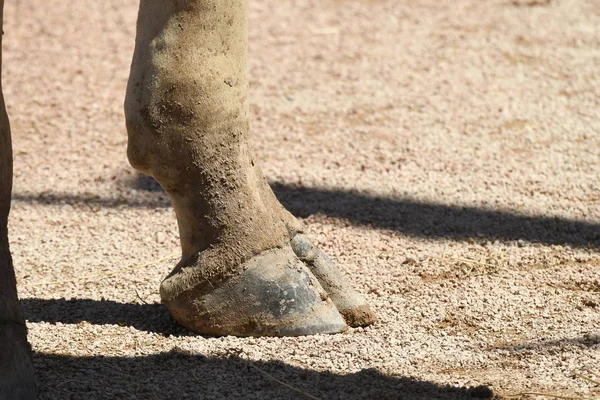 Details Einer Giraffe Einem Zoo Italien — Stockfoto