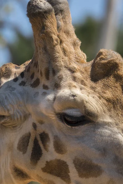 Talya Bir Hayvanat Bahçesinde Bir Zürafa Ayrıntıları — Stok fotoğraf