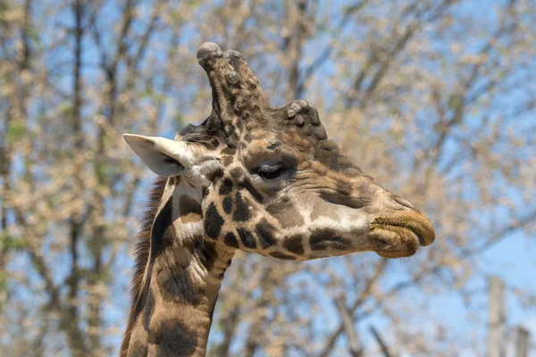 Détails Une Girafe Dans Zoo Italie — Photo