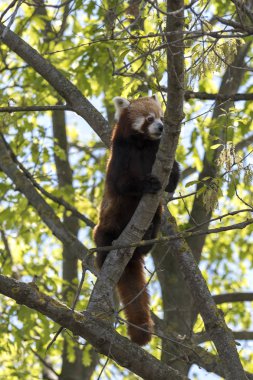 dinlenirken bir ağaç üzerinde kırmızı panda