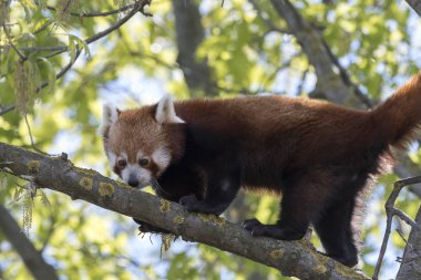 dinlenirken bir ağaç üzerinde kırmızı panda