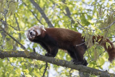 dinlenirken bir ağaç üzerinde kırmızı panda