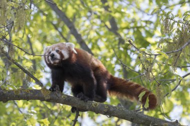 dinlenirken bir ağaç üzerinde kırmızı panda