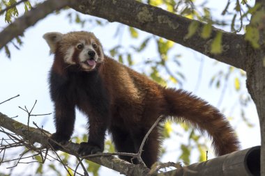 dinlenirken bir ağaç üzerinde kırmızı panda