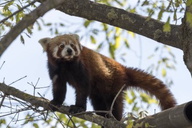 dinlenirken bir ağaç üzerinde kırmızı panda