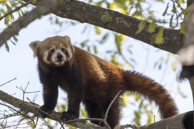 dinlenirken bir ağaç üzerinde kırmızı panda