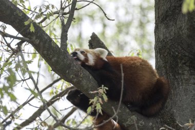 dinlenirken bir ağaç üzerinde kırmızı panda