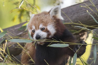 dinlenirken bir ağaç üzerinde kırmızı panda