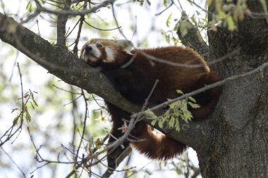 dinlenirken bir ağaç üzerinde kırmızı panda