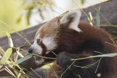dinlenirken bir ağaç üzerinde kırmızı panda