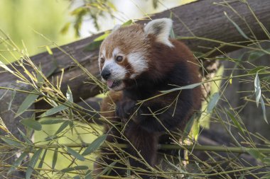 dinlenirken bir ağaç üzerinde kırmızı panda