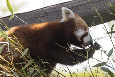 dinlenirken bir ağaç üzerinde kırmızı panda