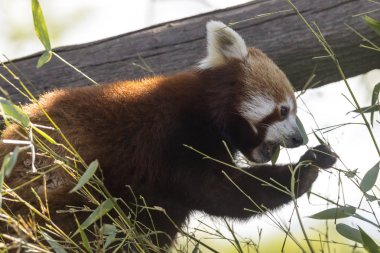 dinlenirken bir ağaç üzerinde kırmızı panda