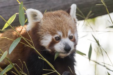 dinlenirken bir ağaç üzerinde kırmızı panda