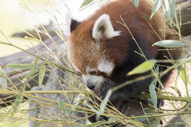 dinlenirken bir ağaç üzerinde kırmızı panda
