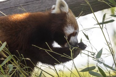 dinlenirken bir ağaç üzerinde kırmızı panda