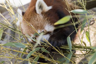 dinlenirken bir ağaç üzerinde kırmızı panda