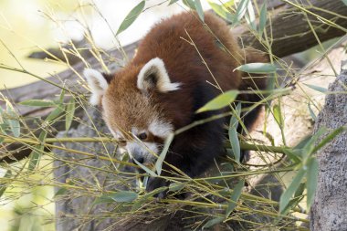 dinlenirken bir ağaç üzerinde kırmızı panda