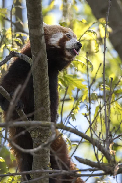 red panda on a tree while resting