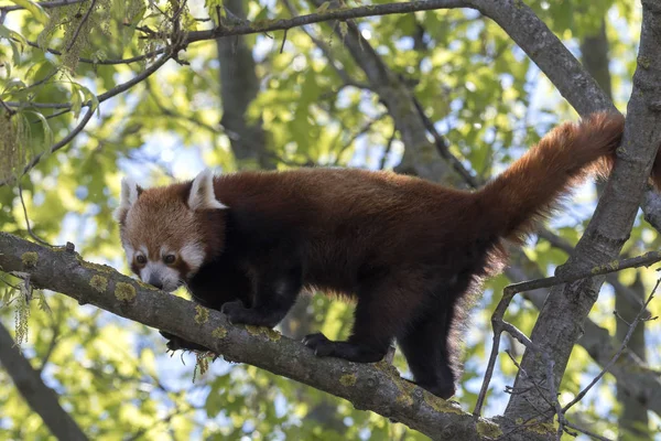 Dinlenirken Bir Ağaç Üzerinde Kırmızı Panda — Stok fotoğraf