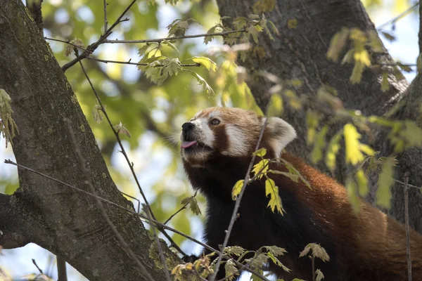 red panda on a tree while resting
