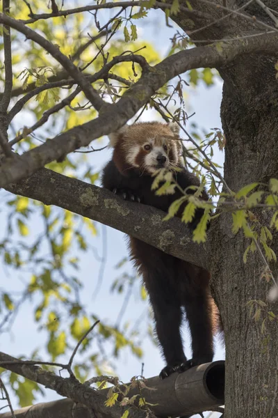 red panda on a tree while resting