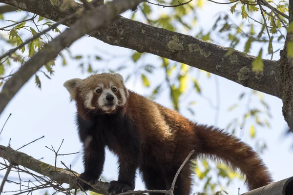 dinlenirken bir ağaç üzerinde kırmızı panda