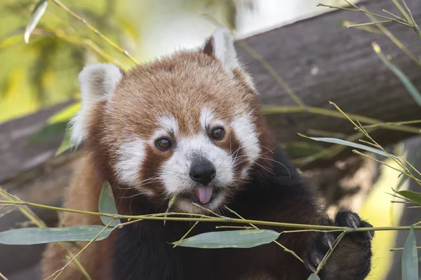 red panda on a tree while resting