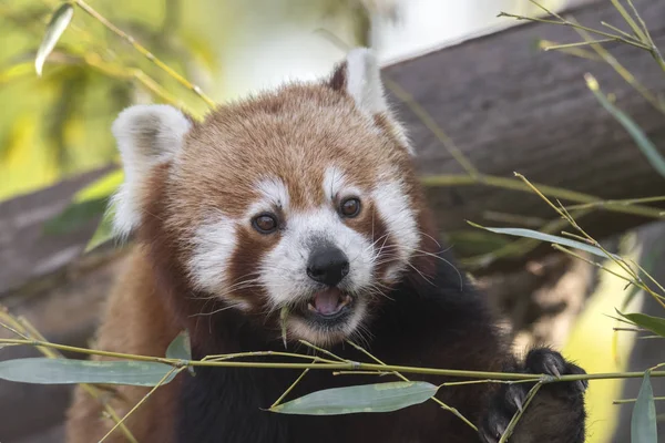 red panda on a tree while resting