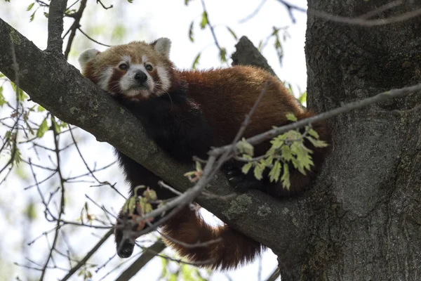 red panda on a tree while resting