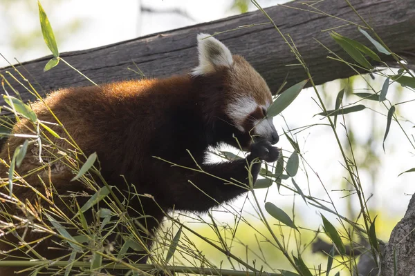 red panda on a tree while resting